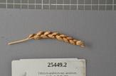 Click for 1 image(s) for this accession. Spike